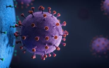 How viruses invade cells